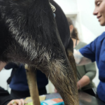 דיקור לבעלי חיים – כל מה שרצית לדעת