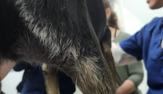 קרע ברצועה צולבת בכלבים טיפול