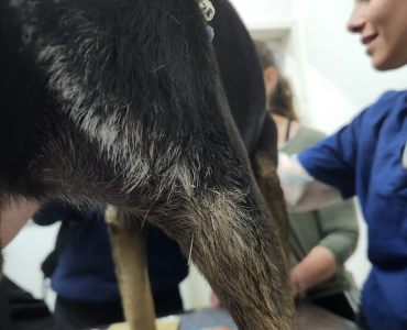 קרע ברצועה צולבת בכלבים טיפול