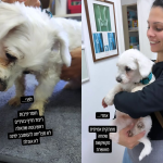 אלרגיה אצל כלבים