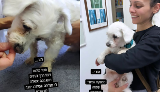 תסמונת הכלב הזקן