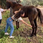 דיקור לבעלי חיים – כל מה שרצית לדעת