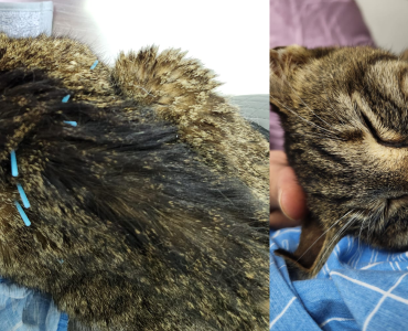 דיקור לחתול עם כשל כליות כרוני