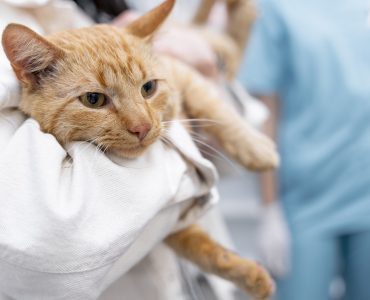 טיפול לחסימה בדרכי שתן בחתולים