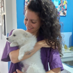 שיקום כלב אחרי תאונה