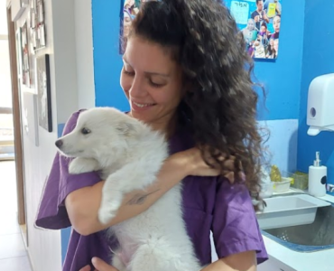 דיקור כלבים