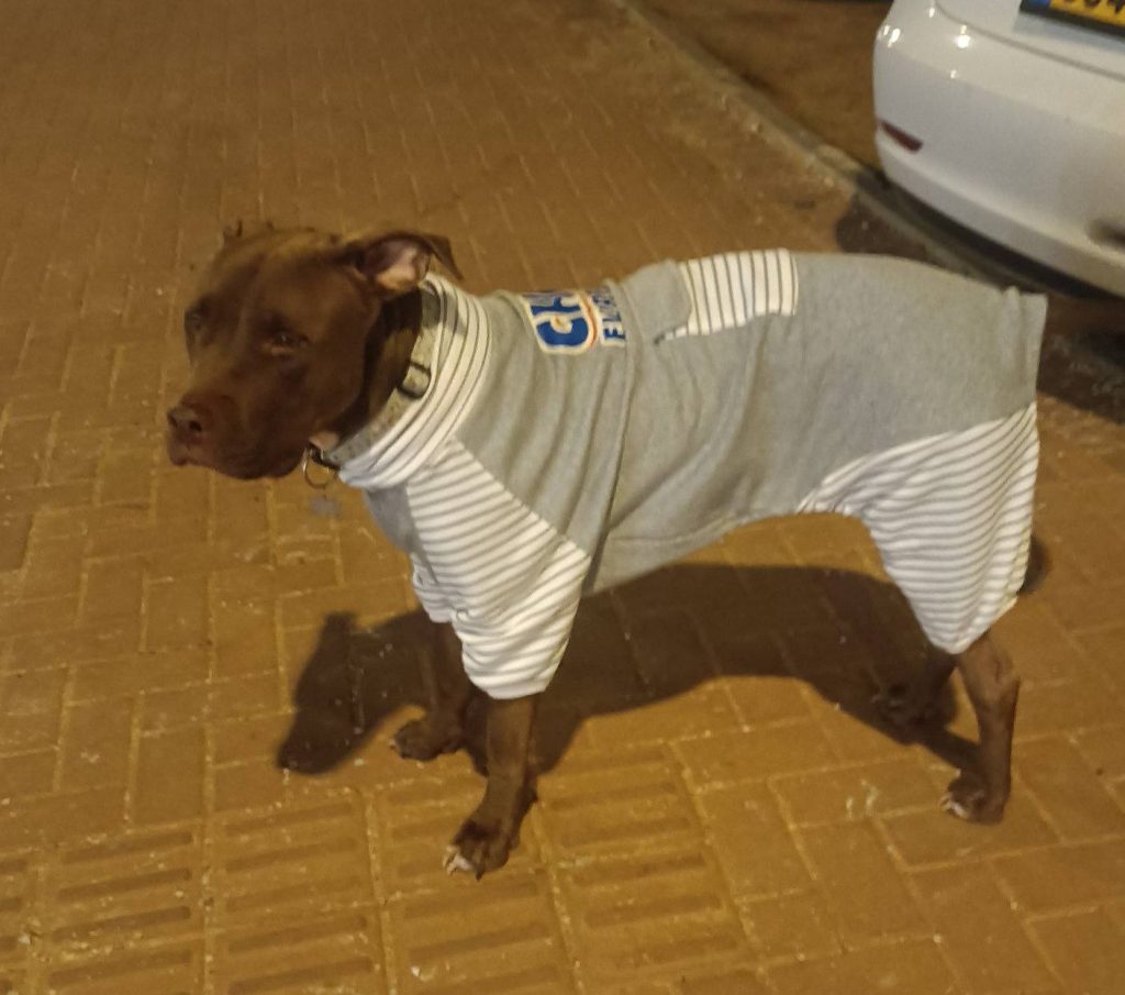 כלבים יכולים להתקרר