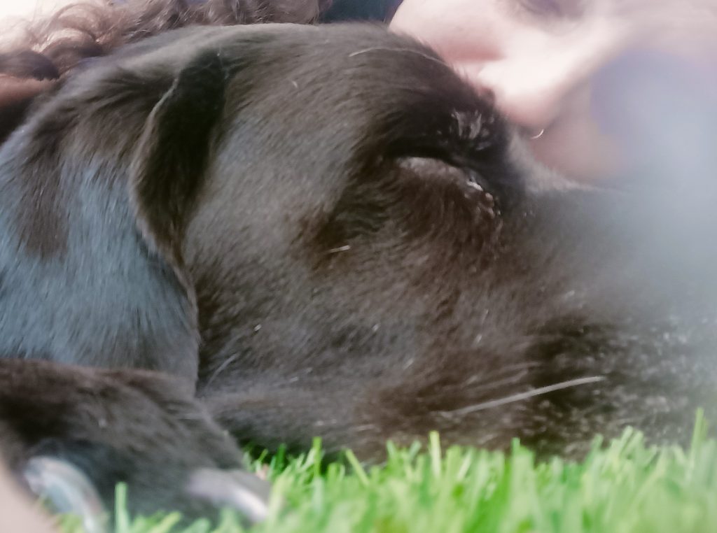 טיפול סרטן לכלב