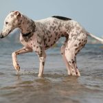 תסחיף סחוסי FCE בכלבים