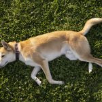 סרטן בכלבים