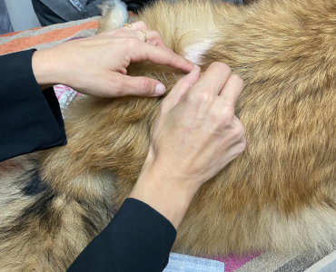 תסחיף סחוסי FCE אצל כלבים דיקור סיני