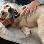 דיספלזיה של המרפק – אלבו דיספלזיה