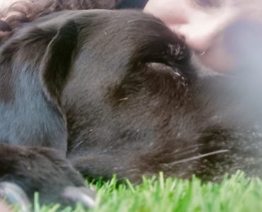 טיפול סרטן לכלב