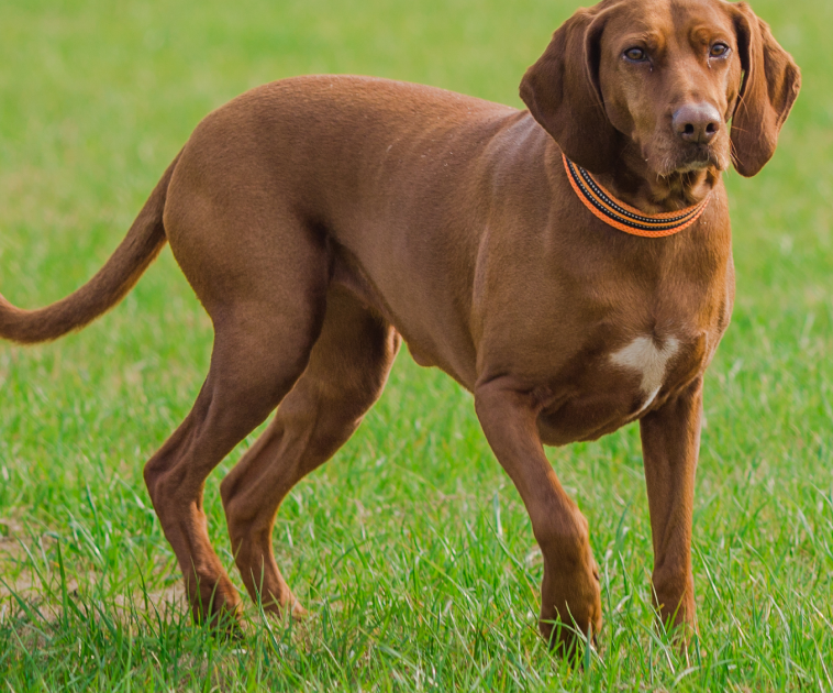 כלב צולע דיספלזיה