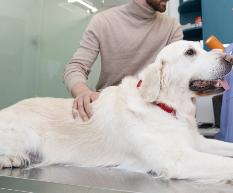 elbow dysplasia לכלב