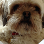 דיספלזיה של המרפק – אלבו דיספלזיה