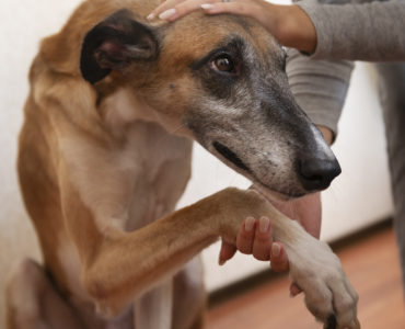 דיספלזיה במרפק לכלב אלבו דיספלזיה