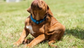 פרעושים וקרציות טיפול בכלב