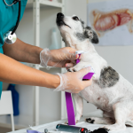 עיוורון מוחי אצל כלבים