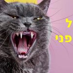 עיוורון מוחי אצל כלבים