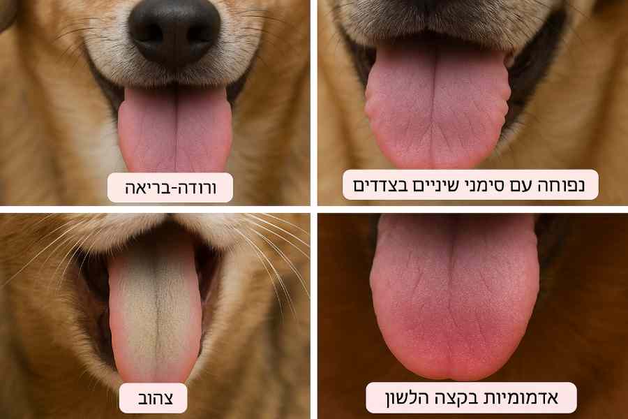 הלשון ברפואה סינית אבחון