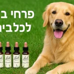 דיקור סיני לבעלי חיים: כשמשהו עמוק יותר צריך ריפוי אחר