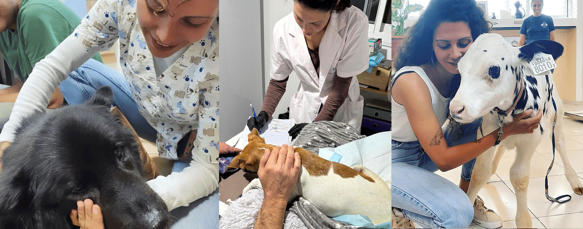 דיקור לכלב רפואה משלימה לבעלי חיים