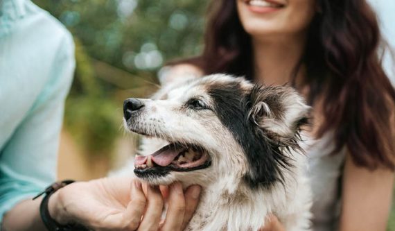 דיקור סיני לבעלי חיים