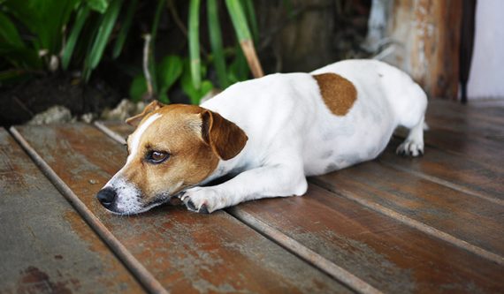 רפואה משלימה לבעלי חיים דיקור כלבים פולירדיקולר